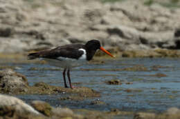 Image of Haematopus ostralegus longipes Buturlin 1910