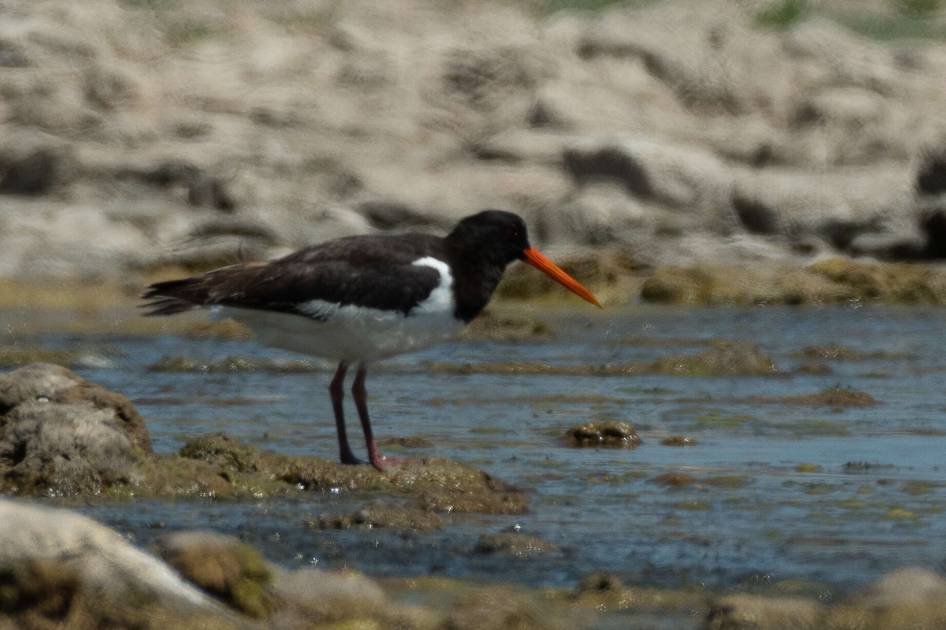 Image of Haematopus ostralegus longipes Buturlin 1910