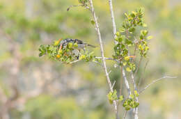 Chalcomitra balfouri (Sclater, PL & Hartlaub 1881) resmi