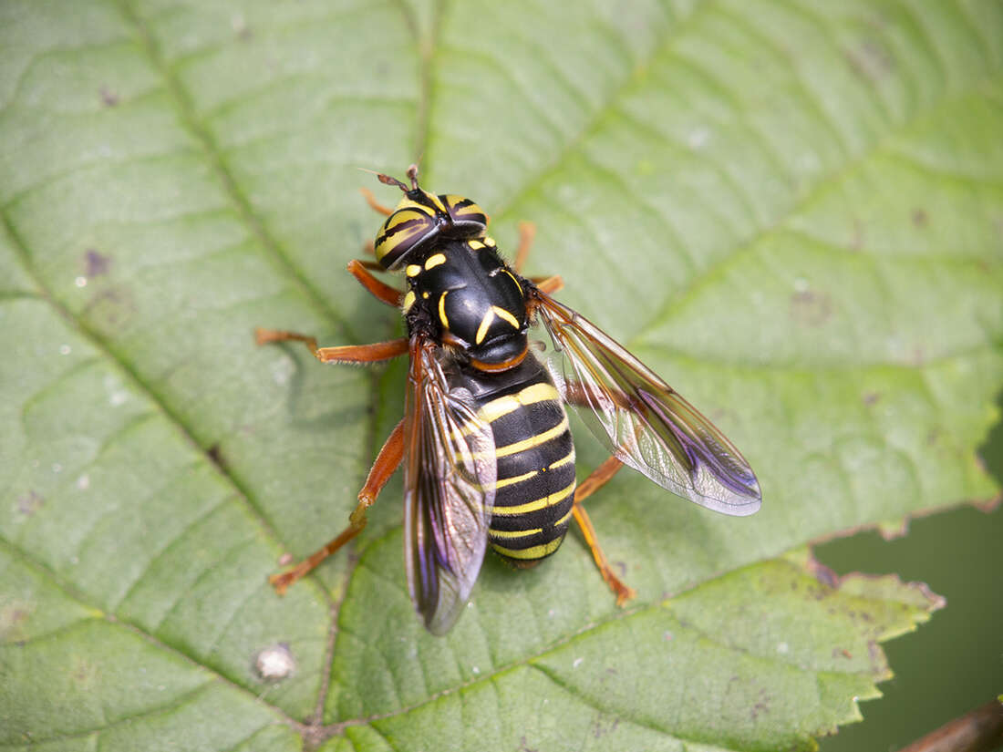 Image of Spilomyia diophthalma (Linnaeus 1758)