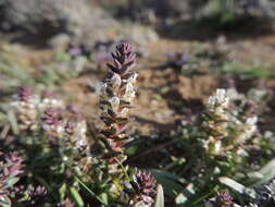 صورة Hebenstretia neglecta H. Roessler