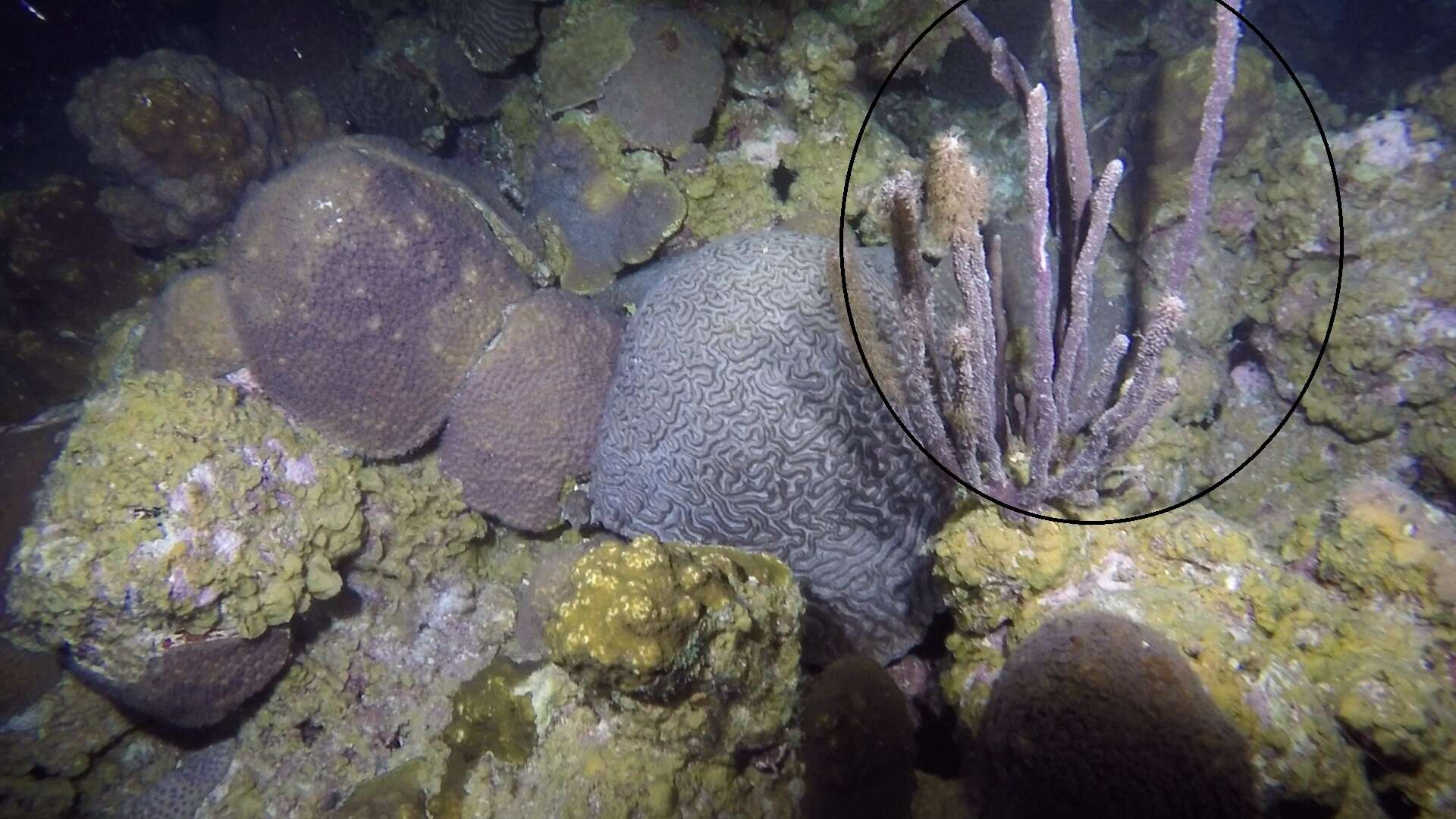 Image of corky sea finger