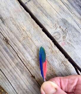 Image of Brown-hooded Parrot