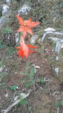 Image of Gladiolus priorii (N. E. Br.) Goldblatt & M. P. de Vos