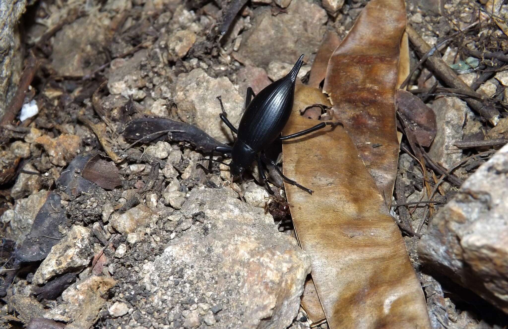 Image of Eleodes (Eleodes) eschscholtzii Solier 1848