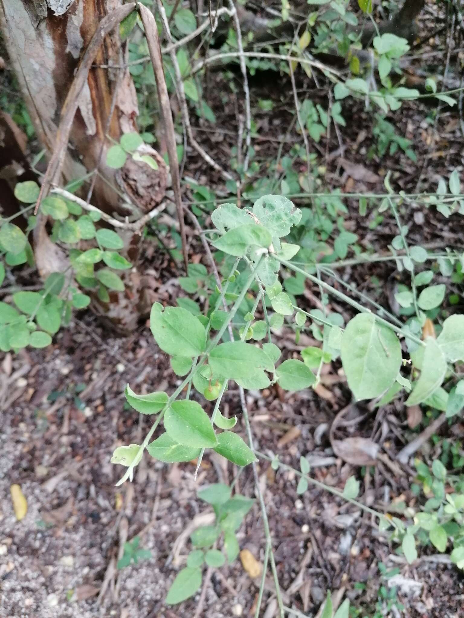 Image of Crossopetalum uragoga (Jacq.) O. Kuntze