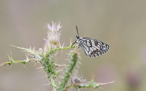 Image of Melanargia ines Hoffmannsegg 1804