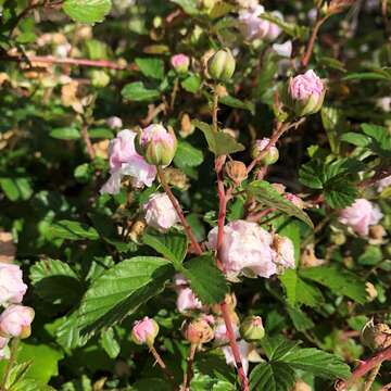 Image of sand blackberry