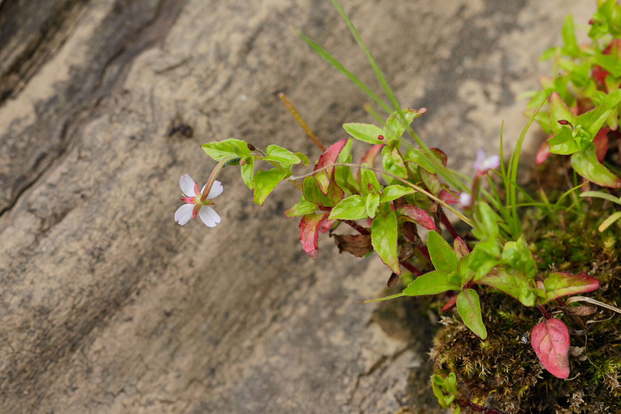 Слика од Epilobium ciliatum subsp. ciliatum