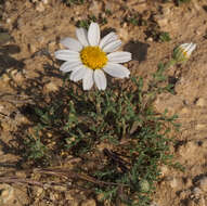 Image of Anthemis melampodina Del.