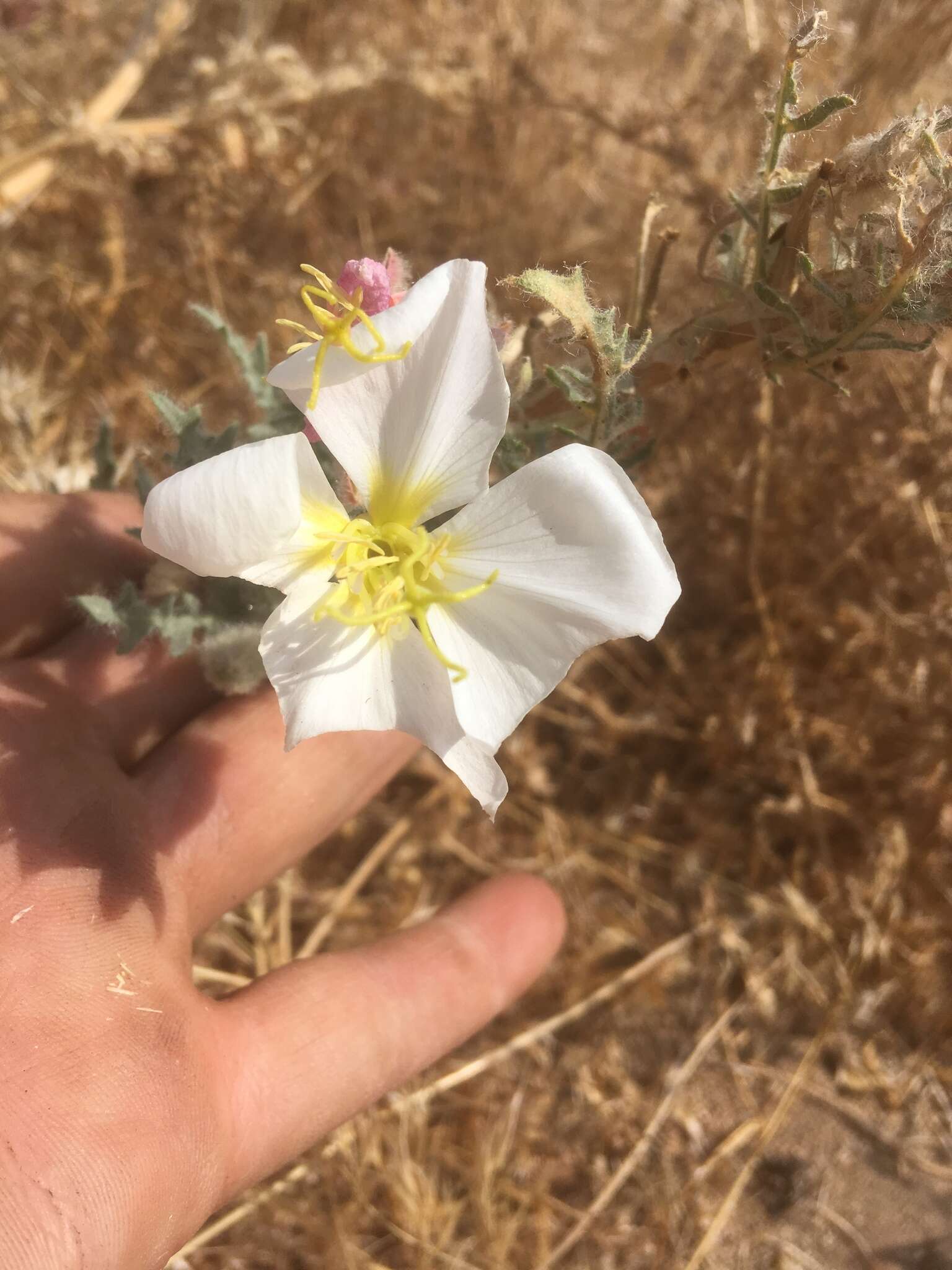 Imagem de Oenothera deltoides subsp. piperi (Munz) W. Klein