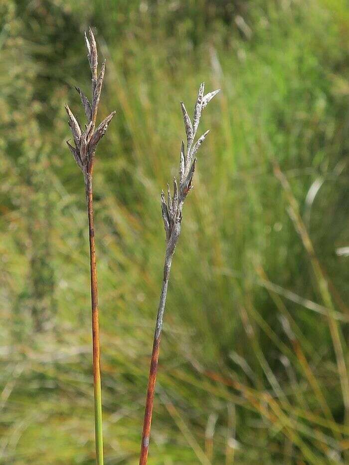 Image of Lepidosperma filiforme Labill.