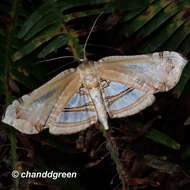 Image of Herdonia hainanensis Inoue 1993