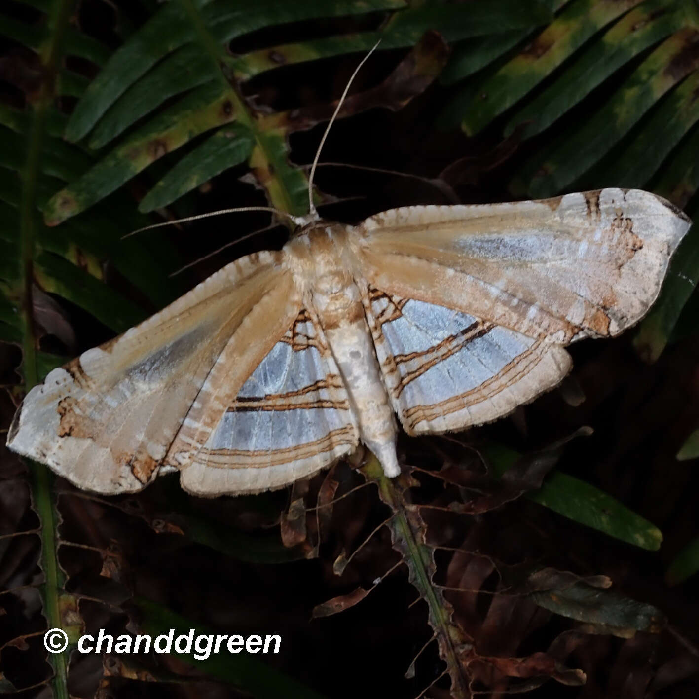 Image of Herdonia hainanensis Inoue 1993