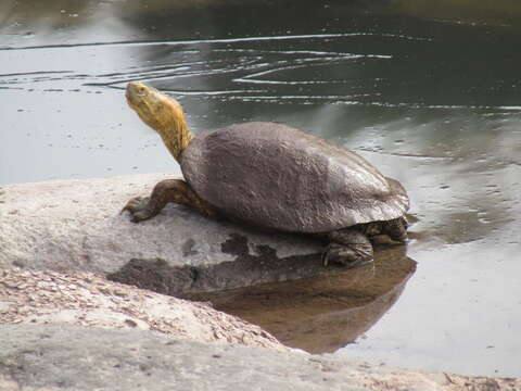 صورة Trachemys yaquia (Legler & Webb 1970)