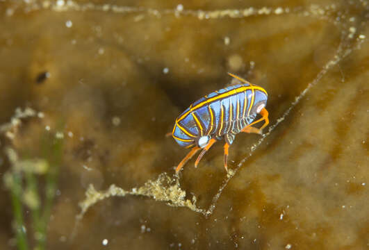 Image of Hunchback amphipod