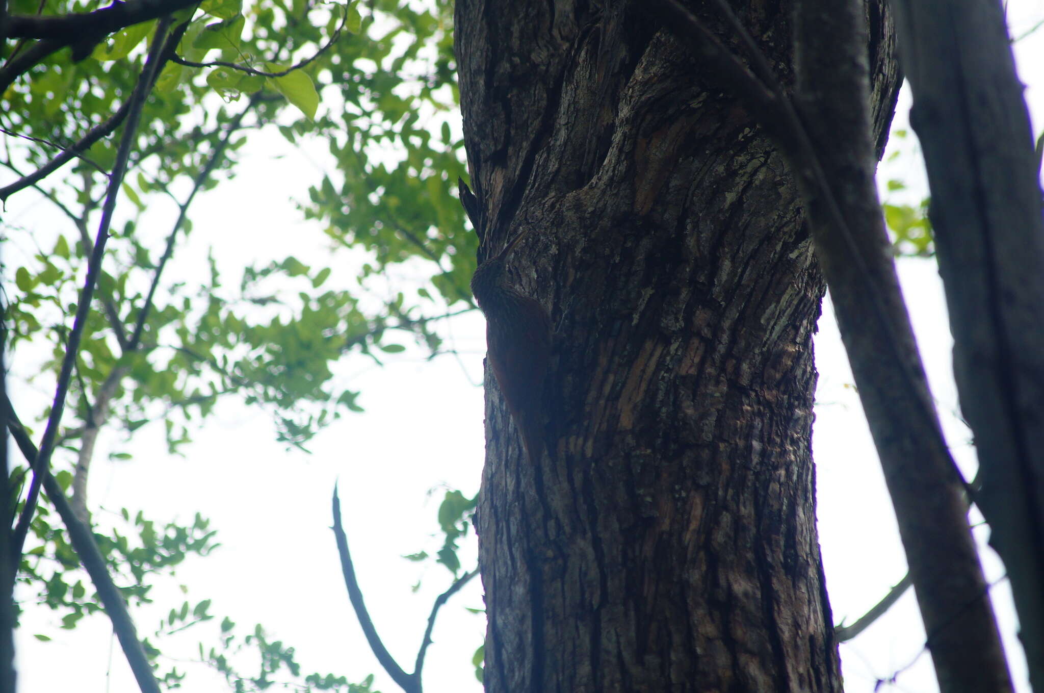 Image of Ivory-billed Woodcreeper