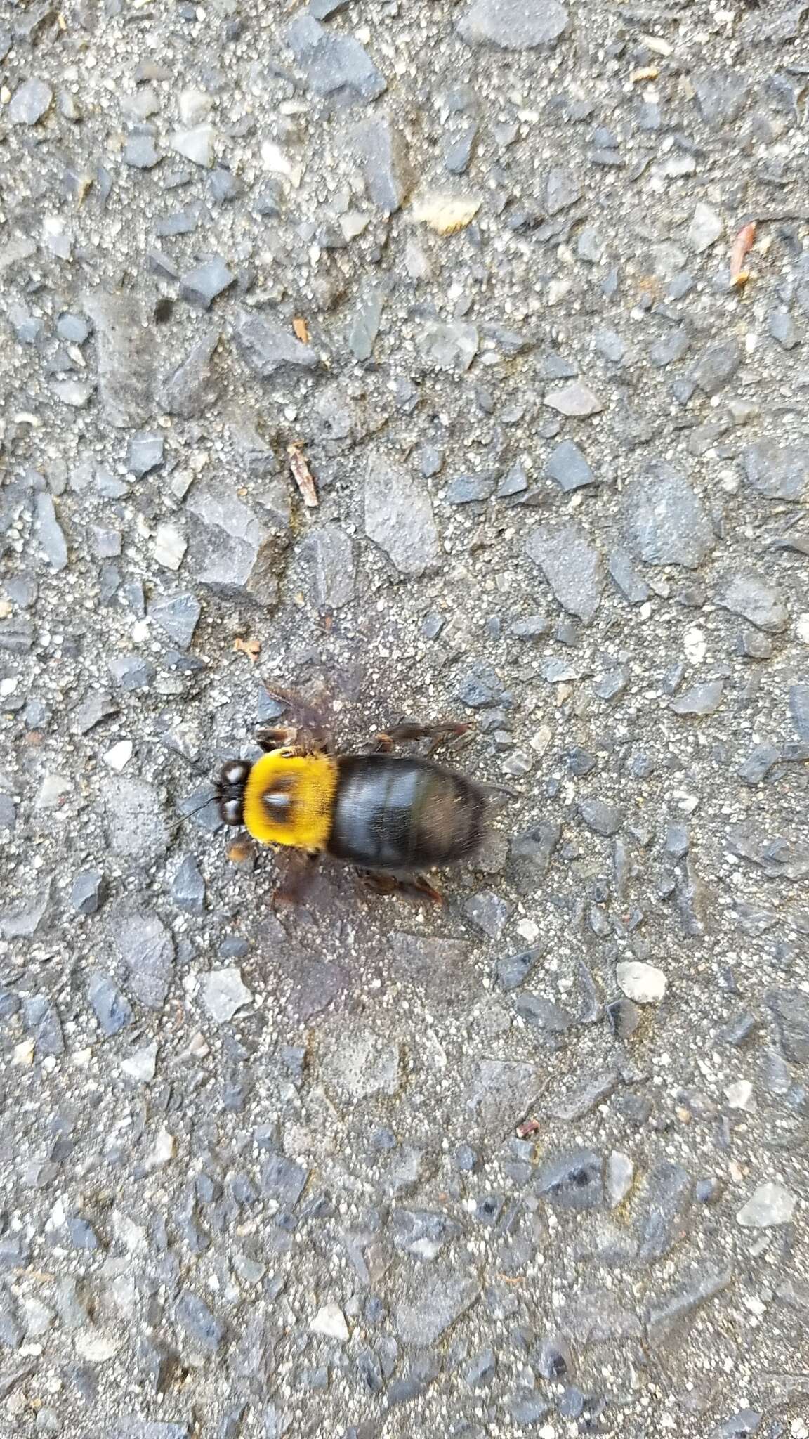 Imagem de Xylocopa appendiculata Smith 1852