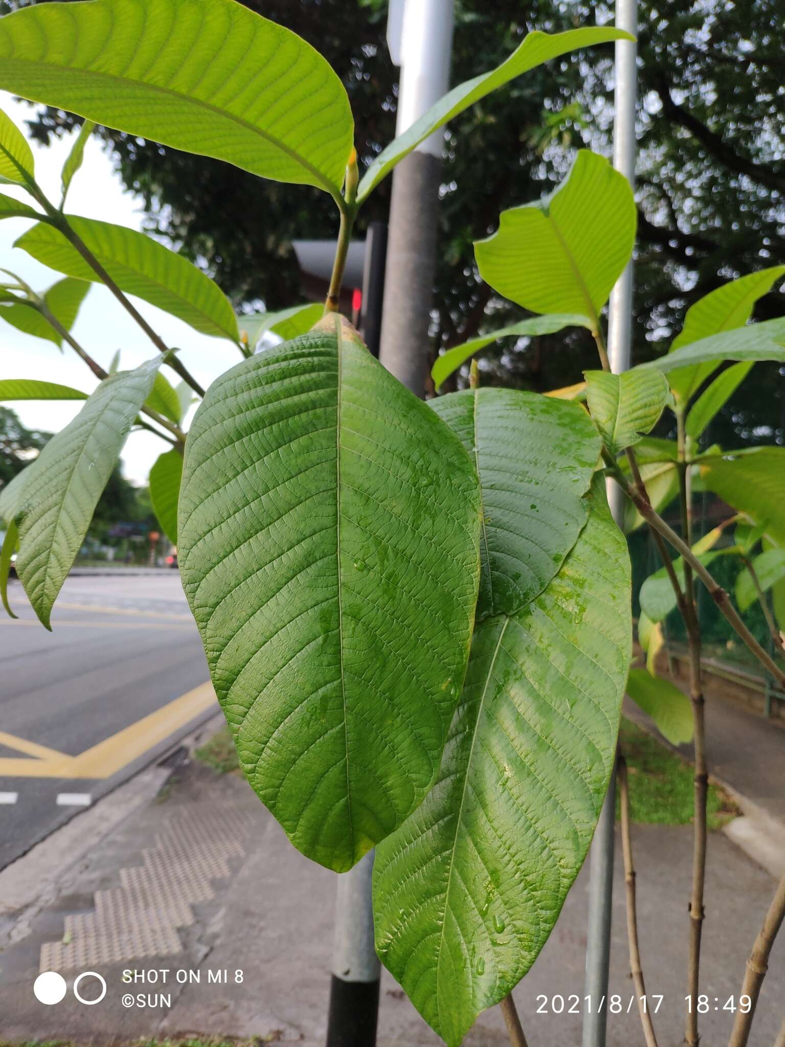 Plancia ëd Gardenia sootepensis Hutch.