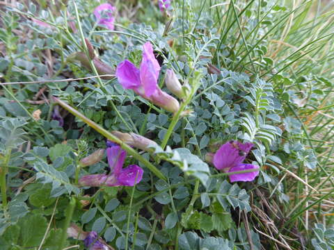 Imagem de Vicia pyrenaica Pourr.