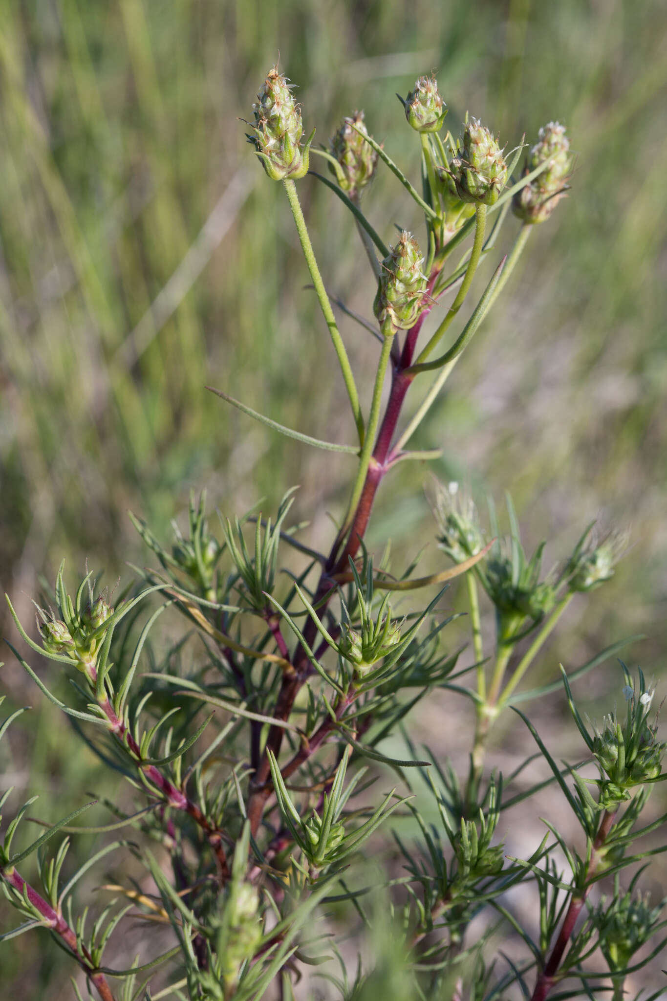 Image of Shrubby Plantain