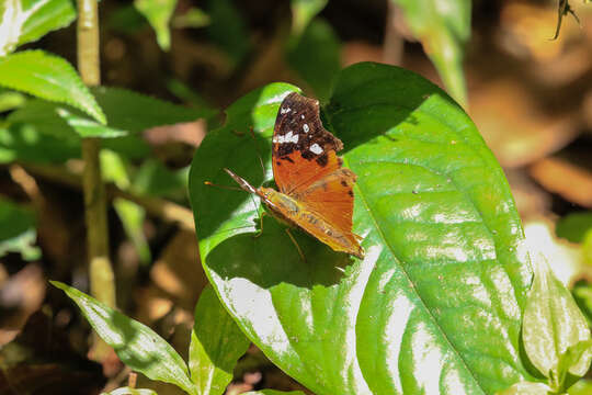 Image de Hypanartia trimaculata