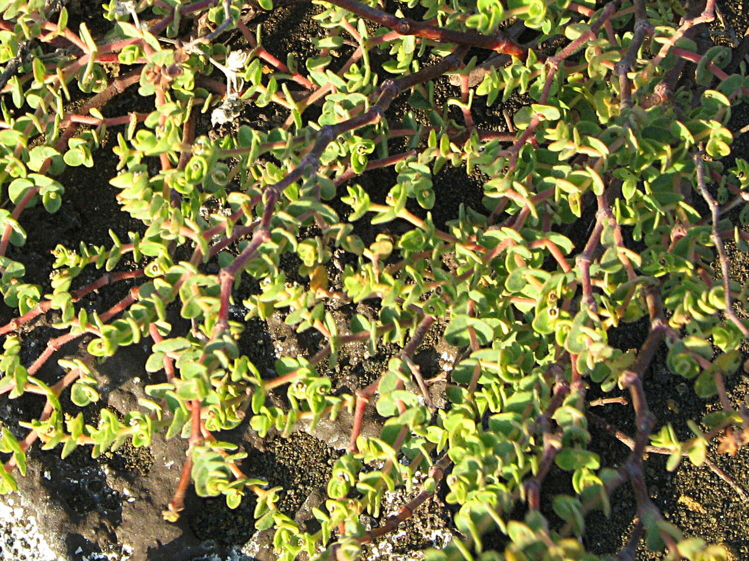 Imagem de Euphorbia amplexicaulis Hook. fil.