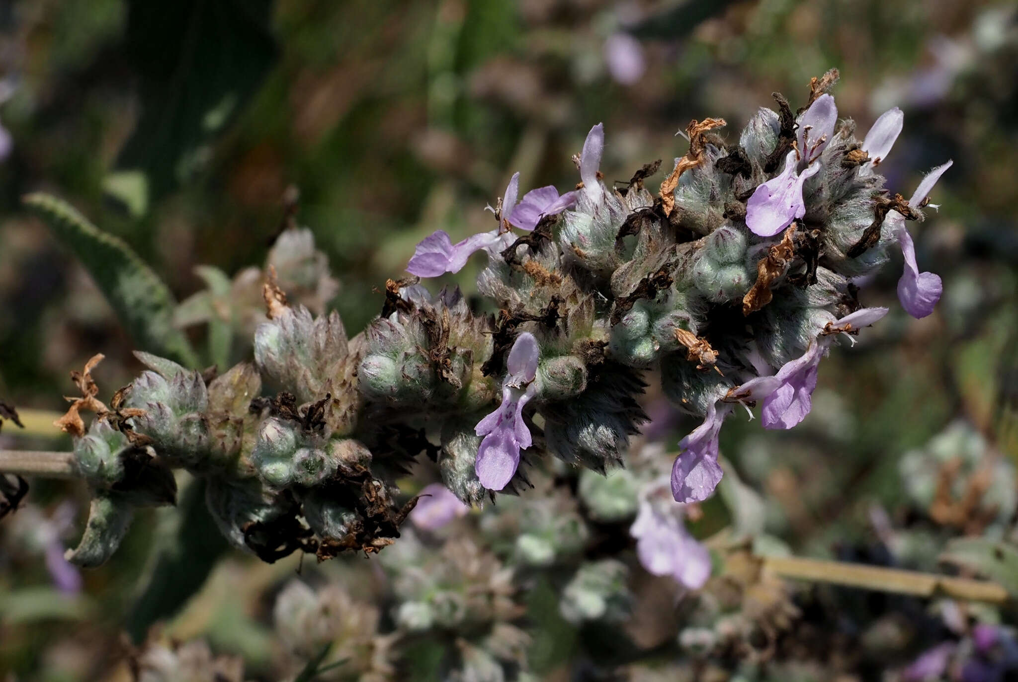 Image of Stachys viticina Boiss.