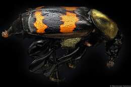 Nicrophorus (Nicrophorus) tomentosus (Weber 1801) resmi