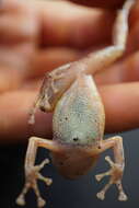 Image of Banded Robber Frog