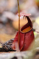 Image of Fanged pitcher plant