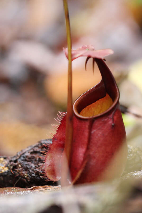 Image of Fanged pitcher plant