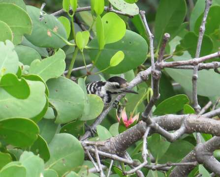 Image of Freckle-breasted Woodpecker