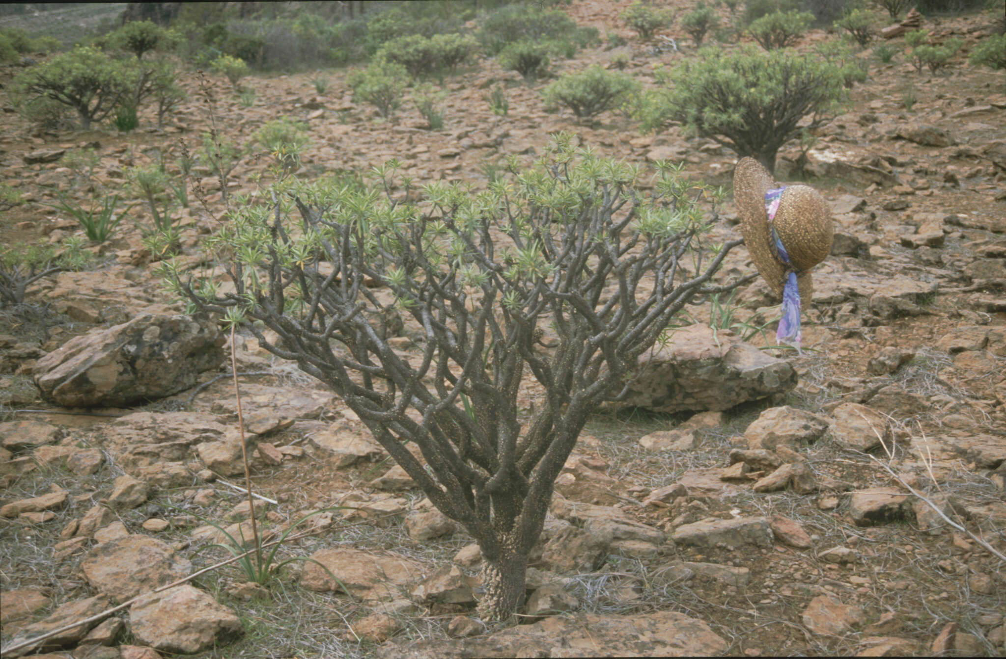 Image de Euphorbia regis-jubae J. Gay