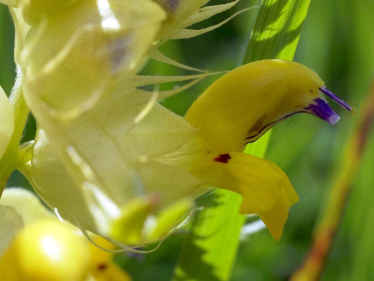 Image of Rhinanthus glacialis Personn.