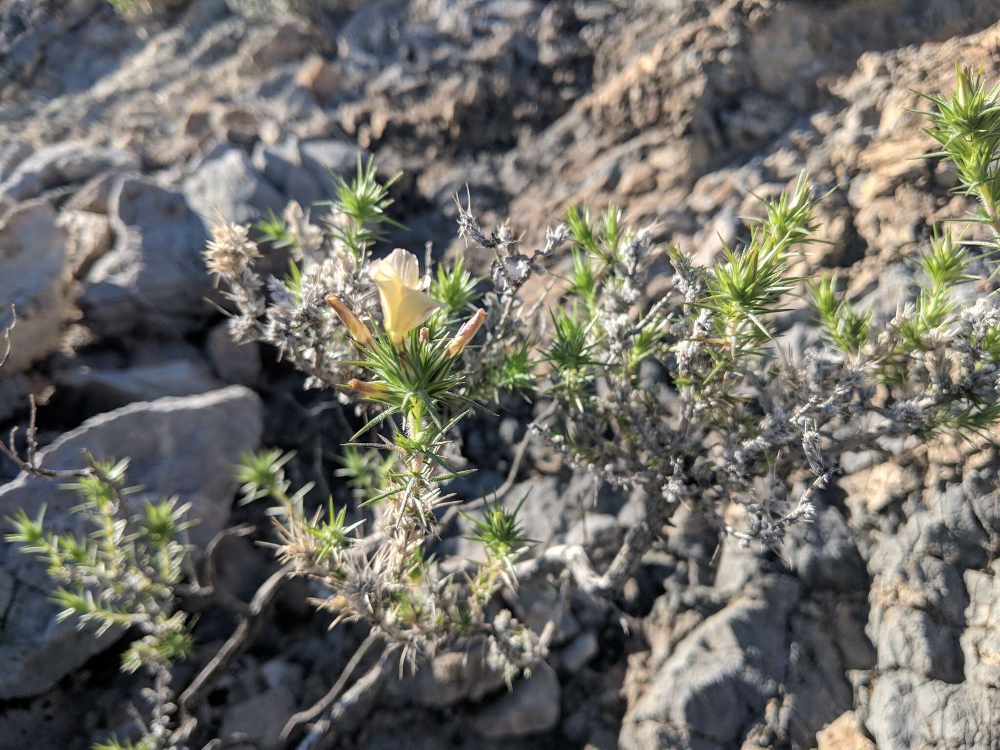 Image of Linanthus pungens subsp. pungens