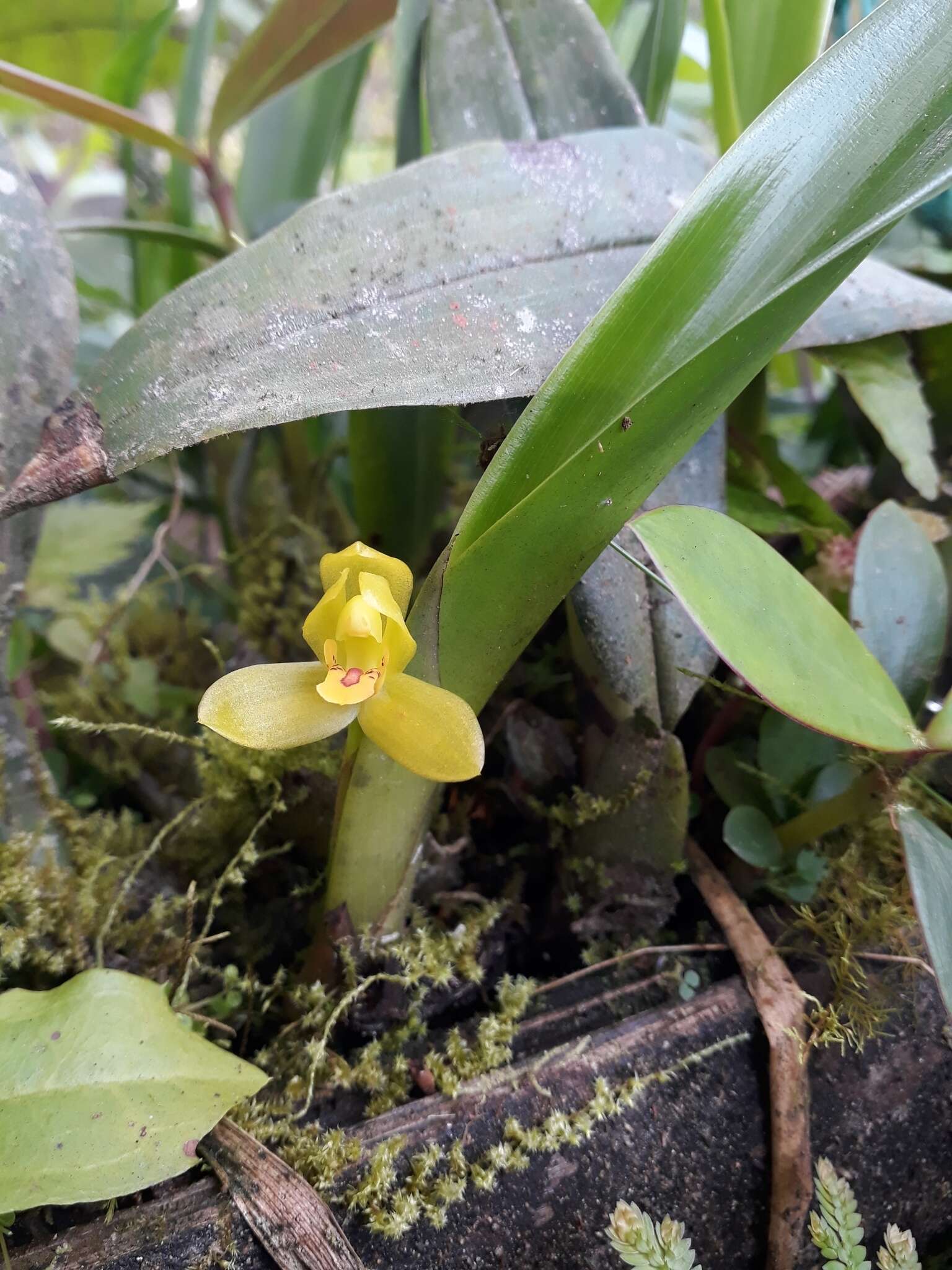 Imagem de Maxillaria aureoglobula Christenson