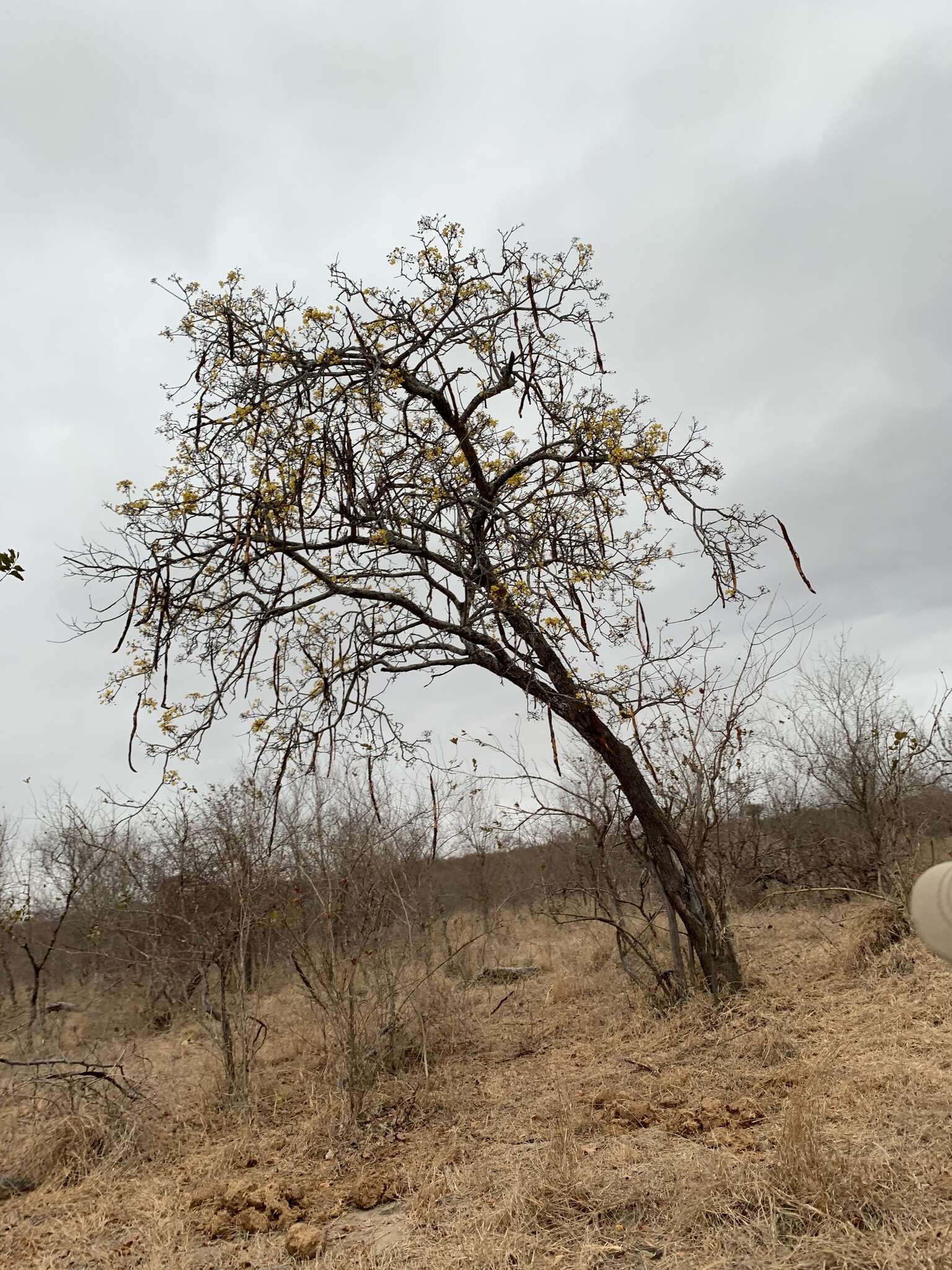 صورة Cassia abbreviata subsp. beareana (Holmes) Brenan