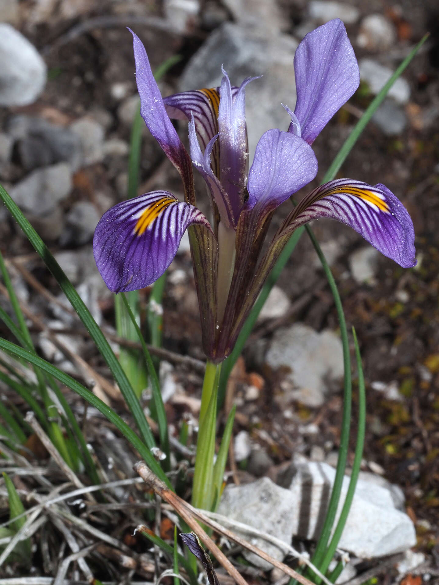 Image of Iris unguicularis subsp. cretensis (Janka) A. P. Davis & Jury