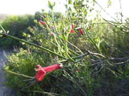 Image of Baja bush snapdragon