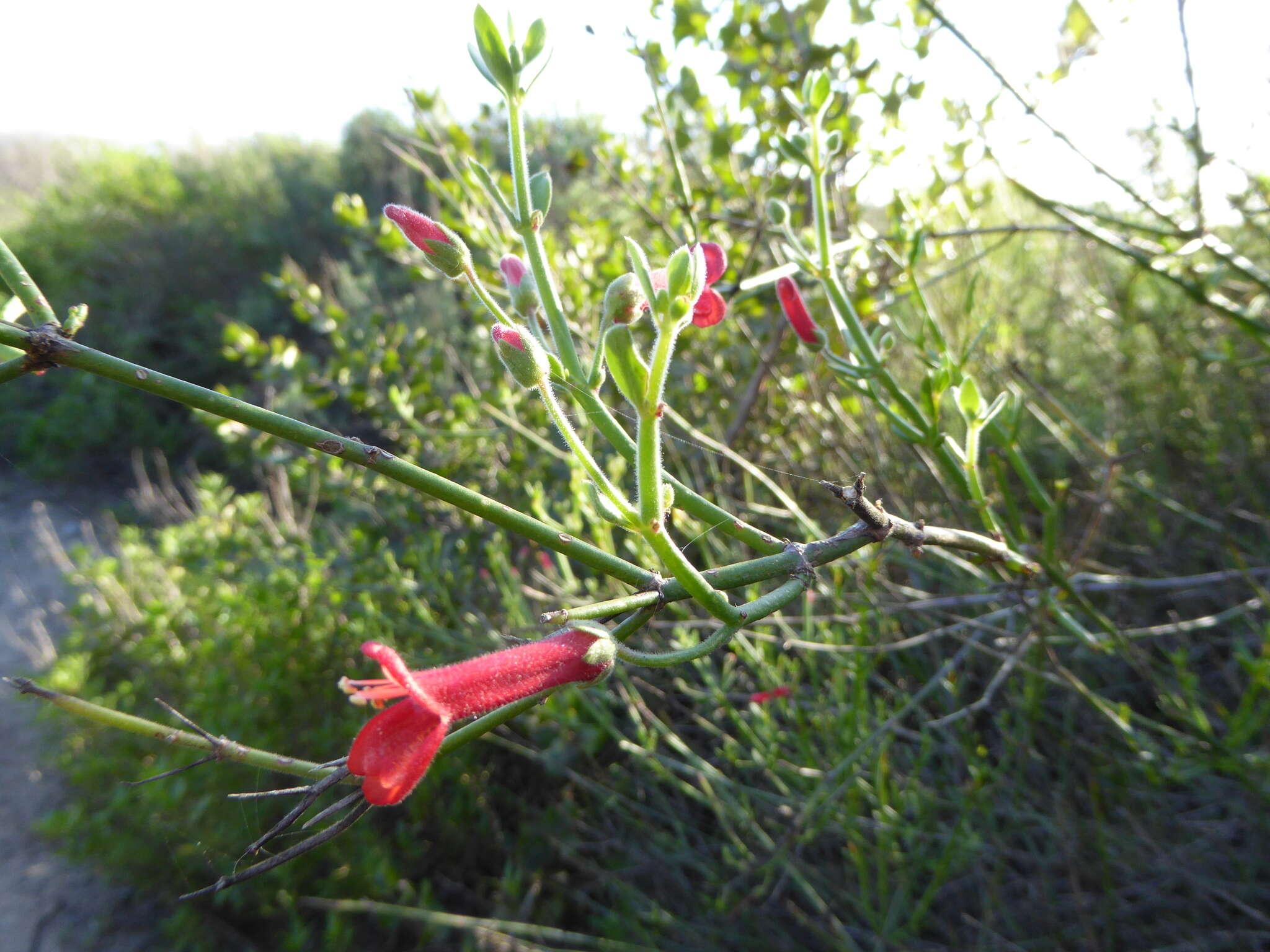 Image of Baja bush snapdragon