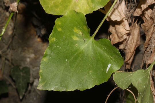 Image of Campanula cretica (A. DC.) D. Dietr.