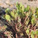 Imagem de Acalypha polymorpha Müll. Arg.