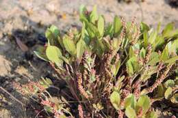 Image of Acalypha polymorpha Müll. Arg.