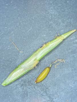 Image de Cyperus lancastriensis Porter