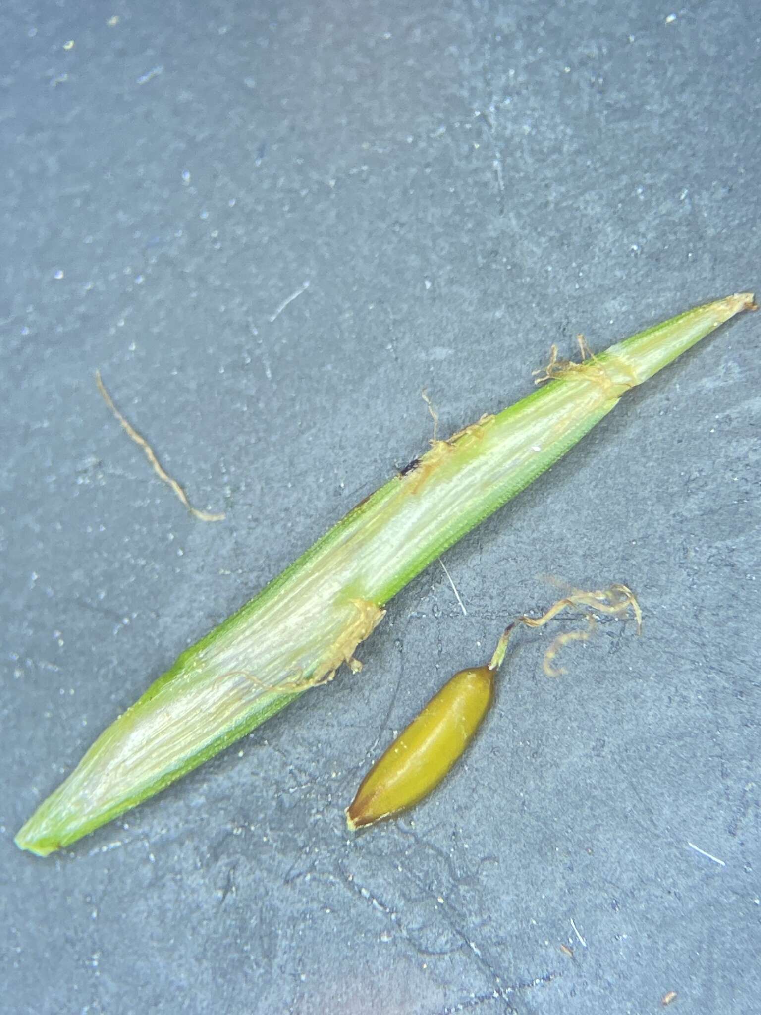 Image of manyflower flatsedge