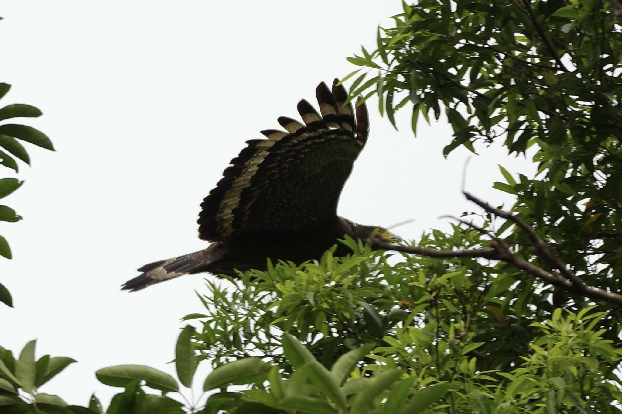 Image of Spilornis cheela hoya Swinhoe 1866