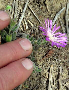 Imagem de Drosanthemum hispidum (L.) Schwant.