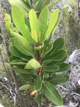 Image of Laurophyllus