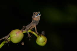 Image of Ornate Earless Agama